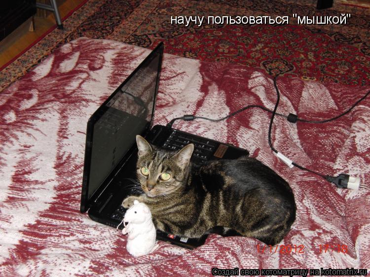научу пользоваться "мышкой"... Котоматрица: научу пользоваться "мышкой"