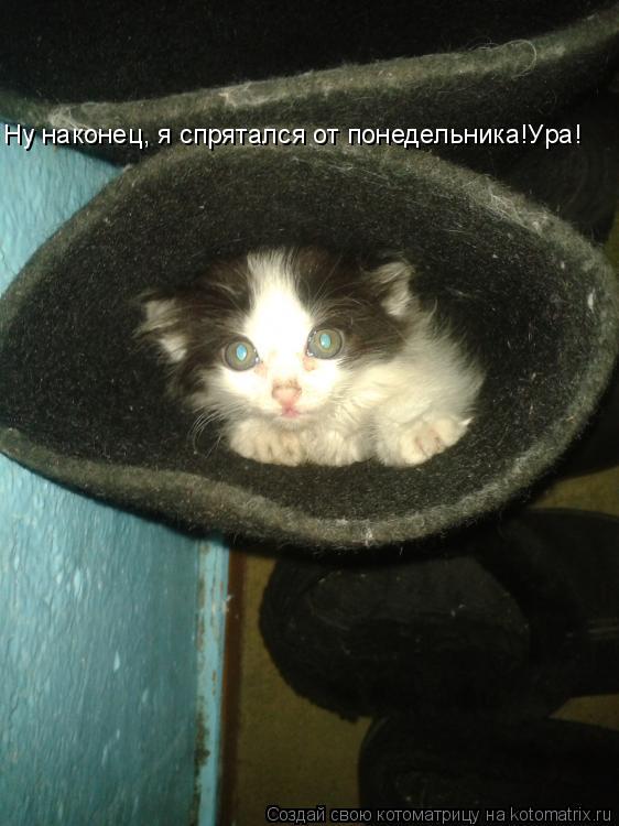 Ну наконец, я спрятался от понедельника!Ура!... Котоматрица: Ну наконец, я спрятался от понедельника!Ура!