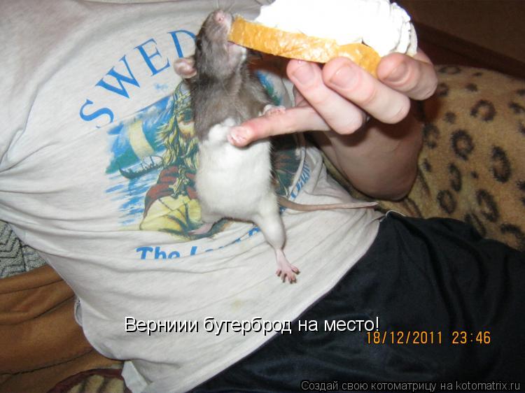 Верниии бутерброд на место!... Котоматрица: Верниии бутерброд на место!