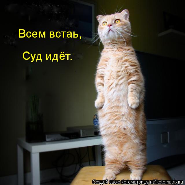 Всем встаь, Суд идёт.... Котоматрица: Всем встаь, Суд идёт.