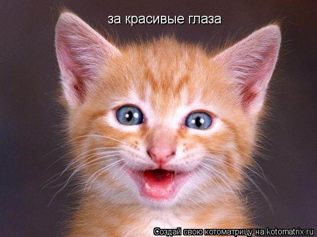 за красивые глаза... Котоматрица: за красивые глаза