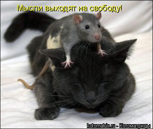 Мысли выходят на свободу!... Котоматрица: Мысли выходят на свободу!