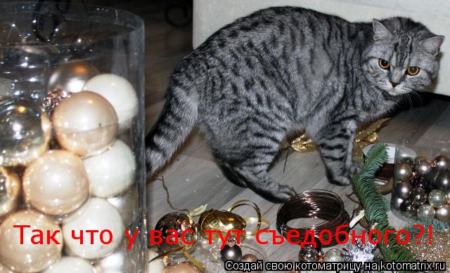 Так что у вас тут съедобного?!... Котоматрица: Так что у вас тут съедобного?!