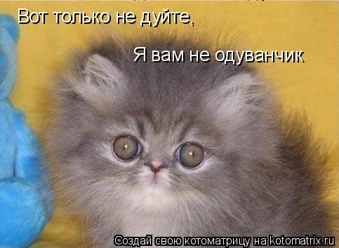 Вот только не дуйте, Я вам не одуванчик... Котоматрица: Вот только не дуйте, Я вам не одуванчик
