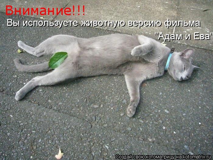 Внимание!!! Вы используете животную версию фильма "Адам и Ева"... Котоматрица: Внимание!!! Вы используете животную версию фильма "Адам и Ева"