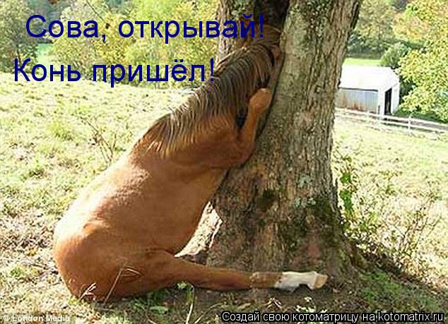 Сова, открывай! Конь пришёл!... Котоматрица: Сова, открывай! Конь пришёл!