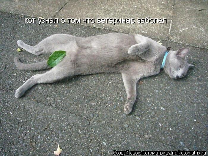 кот узнал о том что ветеринар заболел... Котоматрица: кот узнал о том что ветеринар заболел