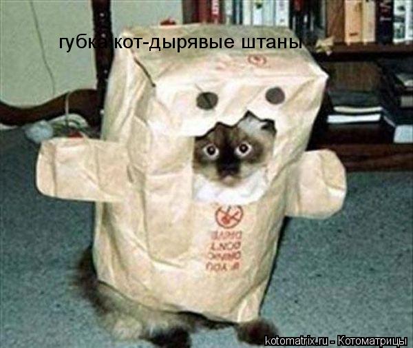 Котоматрица: губка кот-дырявые штаны