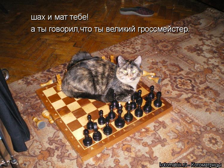 шах и мат тебе! а ты говорил,что ты великий гроссмейстер.... Котоматрица: шах и мат тебе! а ты говорил,что ты великий гроссмейстер.
