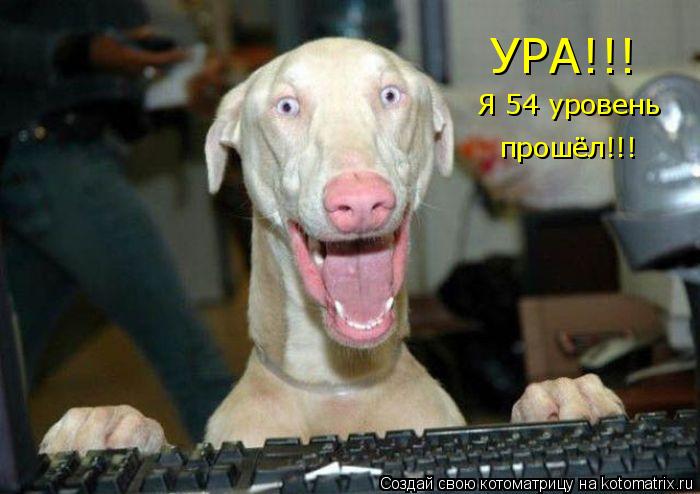 Котоматрица: УРА!!!  Я 54м  Я 54 уровень  прошёл!!!