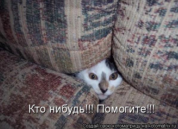 Кто нибудь!!! Помогите!!!... Котоматрица: Кто нибудь!!! Помогите!!!