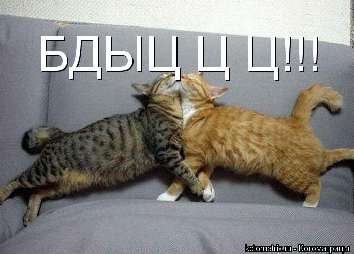 БДЫЦ Ц Ц!!!... Котоматрица: БДЫЦ Ц Ц!!!