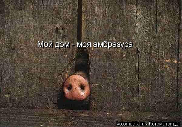 Мой дом - моя амбразура... Котоматрица: Мой дом - моя амбразура