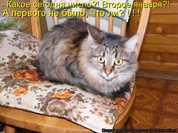 Котоматрица: - Какое сегодня число?! Второе января?! А первого не было, что ли? ! ! !