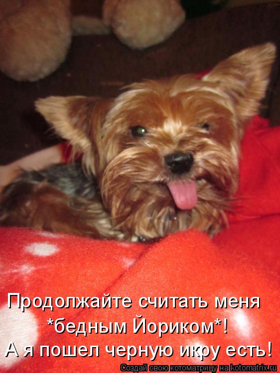 Котоматрица: А я пошел черную икру есть! *бедным Йориком*! Продолжайте считать меня