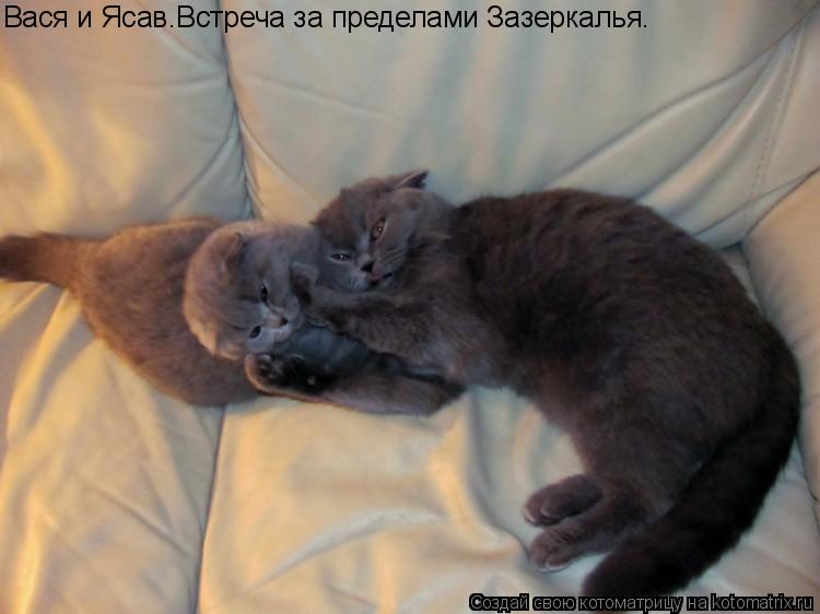 Вася и Ясав.Встреча за пределами Зазеркалья.... Котоматрица: Вася и Ясав.Встреча за пределами Зазеркалья.