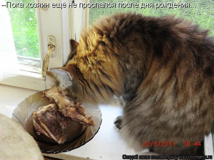 --Пока хозяин ещё не проспался после дня рождения...... Котоматрица: --Пока хозяин ещё не проспался после дня рождения...