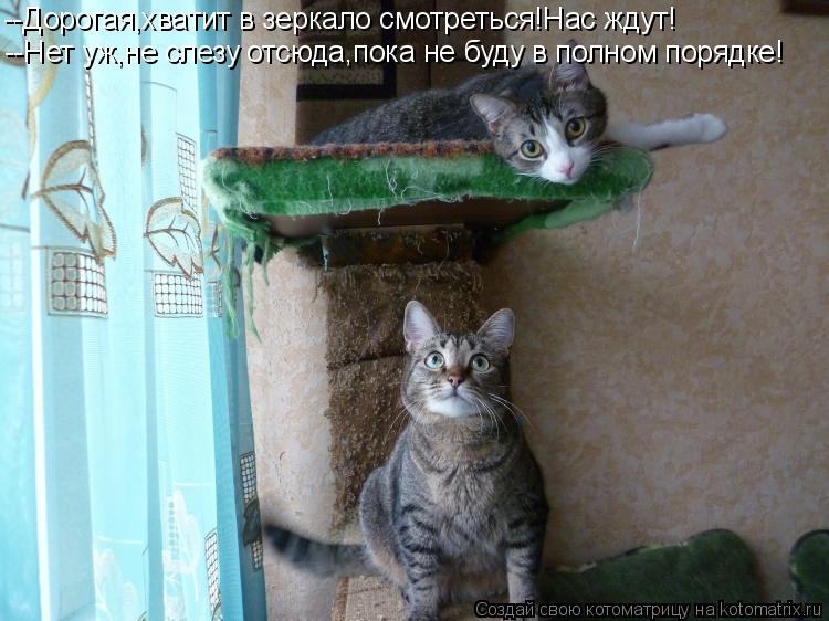 --Дорогая,хватит в зеркало смотреться!Нас ждут! --Нет уж,не слезу отсюда,пока не буду в полном порядк... Котоматрица: --Дорогая,хватит в зеркало смотреться!Нас ждут! --Нет уж,не слезу отсюда,пока не буду в полном порядке!
