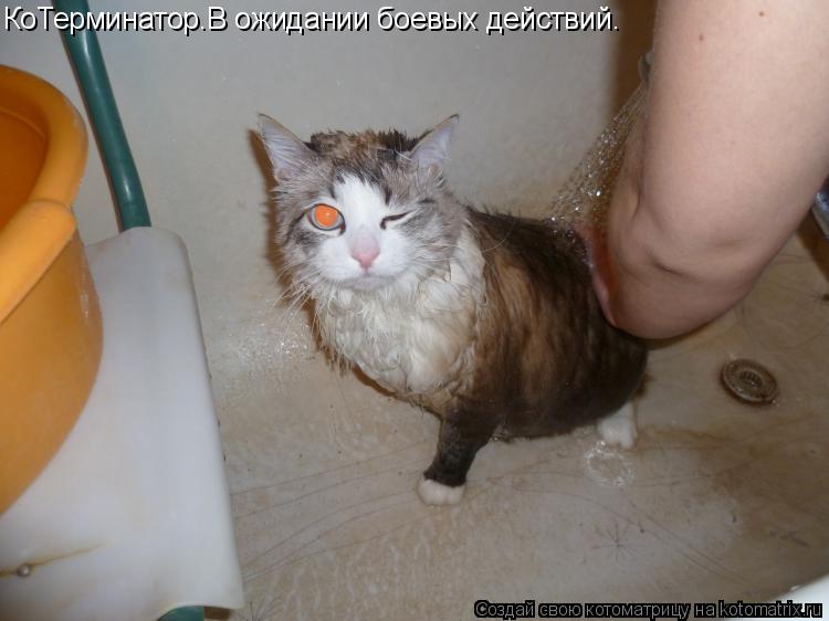 КоТерминатор.В ожидании боевых действий.... Котоматрица: КоТерминатор.В ожидании боевых действий.