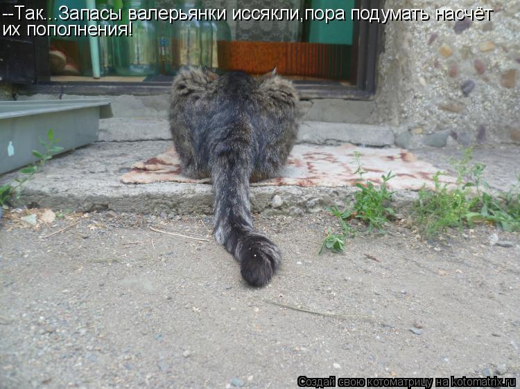 --Так...Запасы валерьянки иссякли,пора подумать насчёт их пополнения!... Котоматрица: --Так...Запасы валерьянки иссякли,пора подумать насчёт их пополнения!