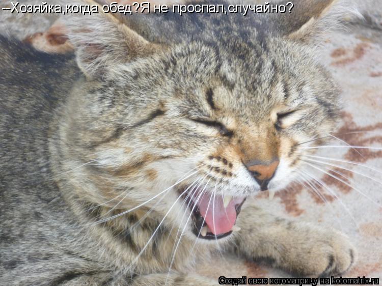 --Хозяйка,когда обед?Я не проспал,случайно?... Котоматрица: --Хозяйка,когда обед?Я не проспал,случайно?