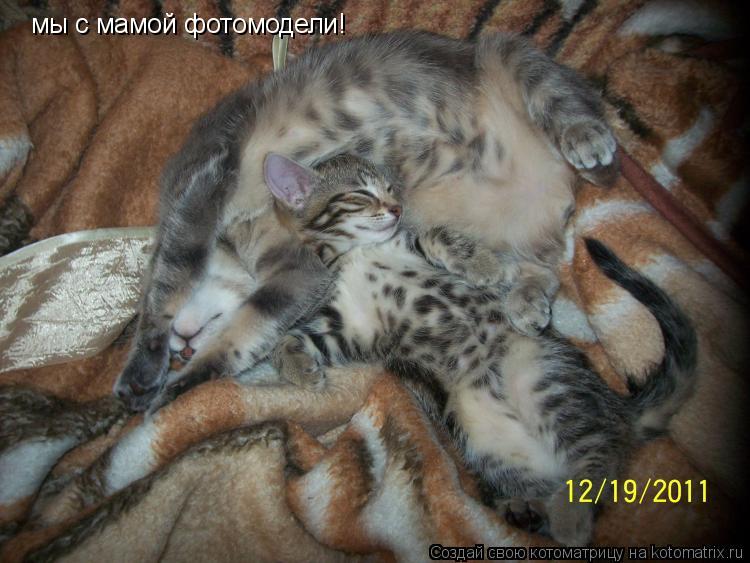 мы с мамой фотомодели!... Котоматрица: мы с мамой фотомодели!