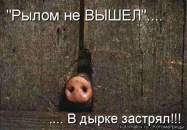 "Рылом не ВЫШЕЛ".... .... В дырке застрял!!!... Котоматрица: "Рылом не ВЫШЕЛ".... .... В дырке застрял!!!