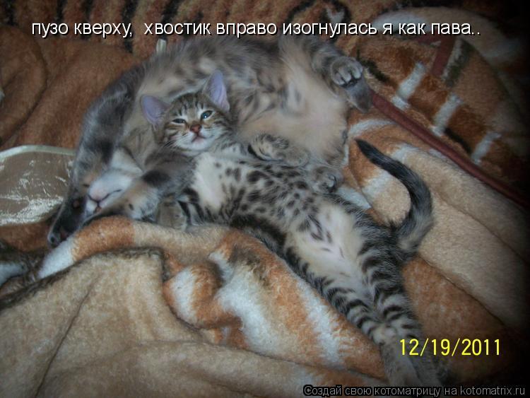 пузо кверху, хвостик вправо изогнулась я как пава..... Котоматрица: пузо кверху, хвостик вправо изогнулась я как пава..
