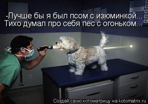 -Лучше бы я был псом с изюминкой... Тихо думал про себя пес с огоньком...... Котоматрица: -Лучше бы я был псом с изюминкой... Тихо думал про себя пес с огоньком...