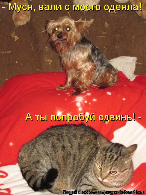 - Муся, вали с моего одеяла! А ты попробуй сдвинь! -... Котоматрица: - Муся, вали с моего одеяла! А ты попробуй сдвинь! -