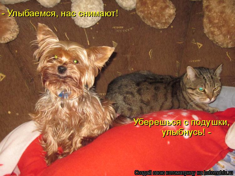 - Улыбаемся, нас снимают! Уберешься с подушки, улыбнусь! -... Котоматрица: - Улыбаемся, нас снимают! Уберешься с подушки, улыбнусь! -