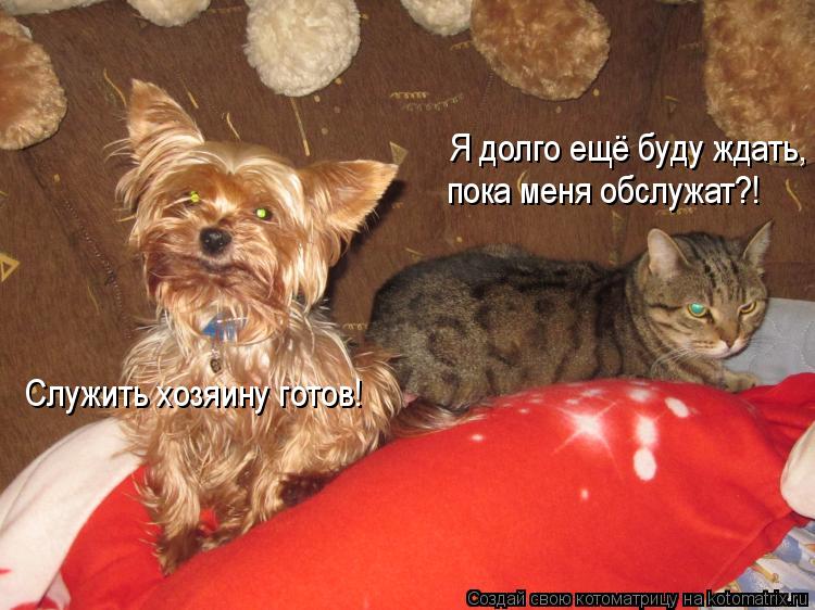 Служить хозяину готов! Я долго ещё буду ждать, пока меня обслужат?!... Котоматрица: Служить хозяину готов! Я долго ещё буду ждать, пока меня обслужат?!