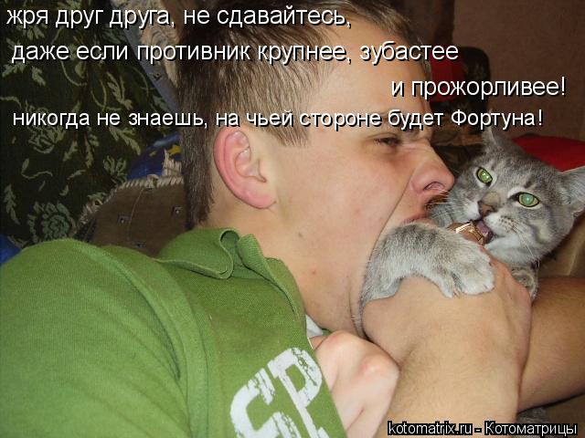 Котоматрица: жря друг друга, не сдавайтесь,  даже если противник крупнее, зубастее  и прожорливее! никогда не знаешь, на чьей стороне будет Фортуна!