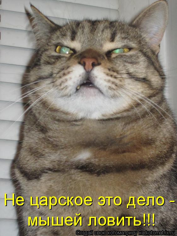 Котоматрица: Не царское это дело - мышей ловить!!!