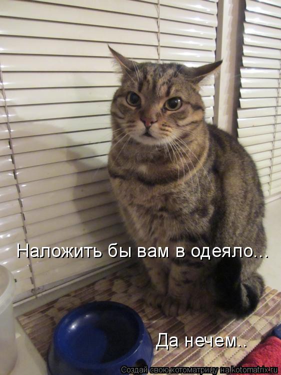 Наложить бы вам в одеяло... Да нечем..... Котоматрица: Наложить бы вам в одеяло... Да нечем..