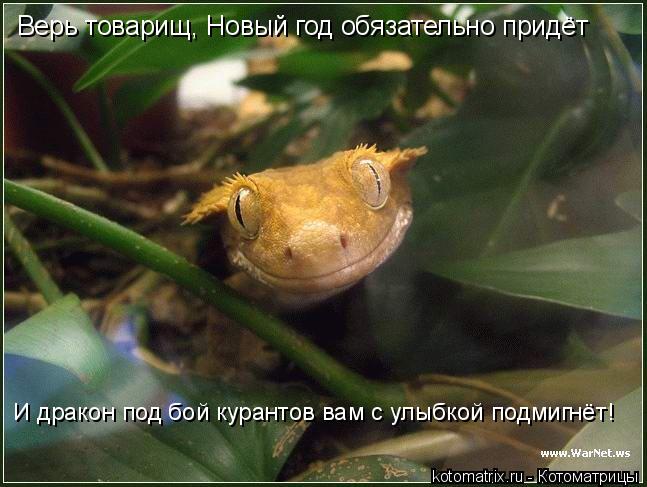Котоматрица: Верь товарищ, Новый год обязательно придёт И дракон под бой курантов вам с улыбкой подмигнёт!