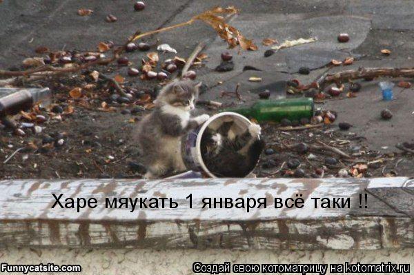 Харе мяукать 1 января всё таки !!... Котоматрица: Харе мяукать 1 января всё таки !!