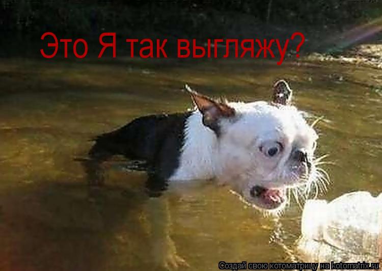 Котоматрица: Это Я так выгляжу?