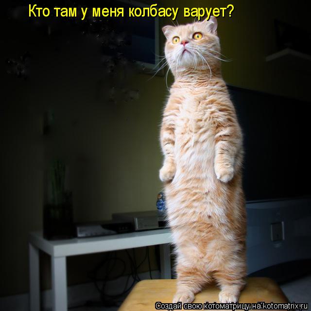 Котоматрица: Кто там у меня колбасу варует?