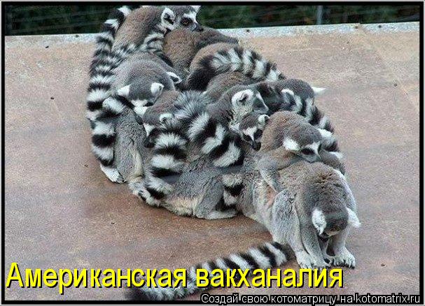 Котоматрица: Американская вакханалия