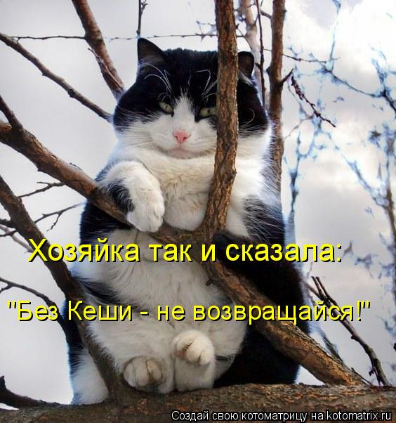 Котоматрица: Хозяйка так и сказала: "Без Кеши - не возвращайся!"