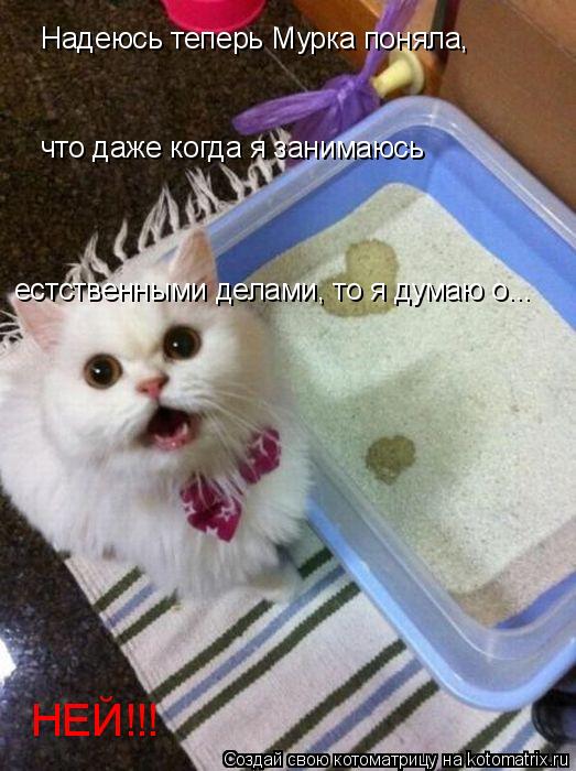 Котоматрица: Надеюсь теперь Мурка поняла, что даже когда я занимаюсь естственными делами, то я думаю о...  НЕЙ!!!