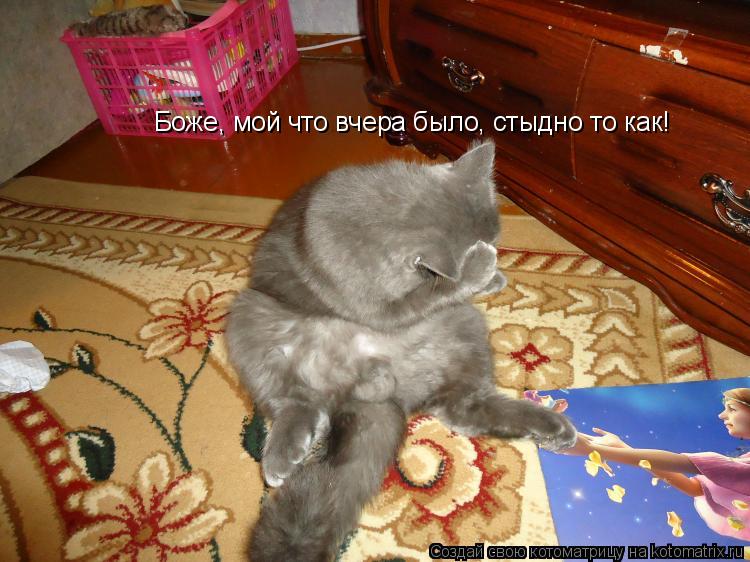 Котоматрица: Боже, мой что вчера было, стыдно то как!