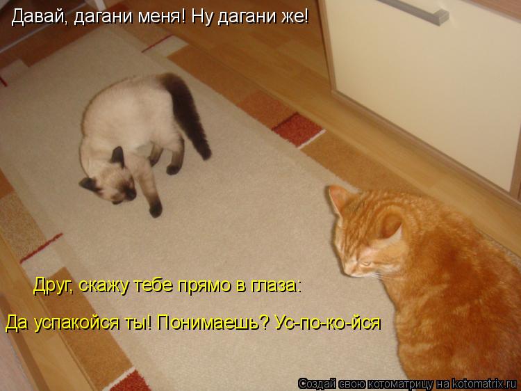Давай, дагани меня! Ну дагани же! Друг, скажу тебе прямо в глаза: Да успакойся ты! Понимаешь? Ус-по-к... Котоматрица: Давай, дагани меня! Ну дагани же! Друг, скажу тебе прямо в глаза: Да успакойся ты! Понимаешь? Ус-по-ко-йся