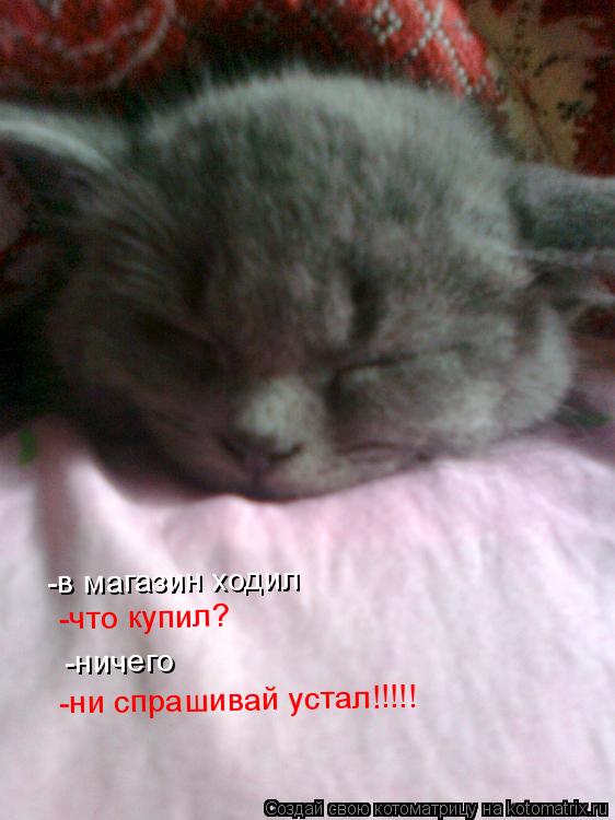 -в магазин ходил -что купил? -ничего -ничего -ни спрашивай устал!!!!!... Котоматрица: -в магазин ходил -что купил? -ничего -ничего -ни спрашивай устал!!!!!