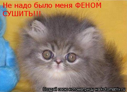 Не надо было меня ФЕНОМ СУШИТЬ!!!... Котоматрица: Не надо было меня ФЕНОМ СУШИТЬ!!!