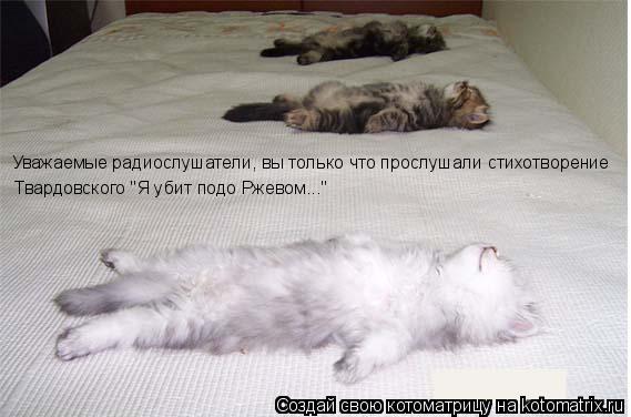 Уважаемые радиослушатели, вы только что прослушали стихотворение Твардовского "Я убит подо Ржевом..."... Котоматрица: Уважаемые радиослушатели, вы только что прослушали стихотворение Твардовского "Я убит подо Ржевом..."