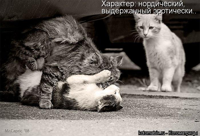 Характер: нордический, выдержанный эротически..... Котоматрица: Характер: нордический, выдержанный эротически..