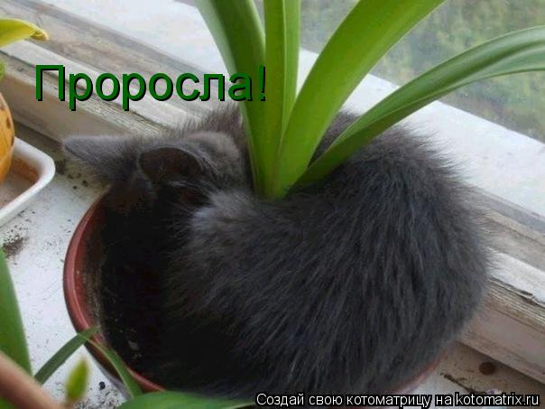 Проросла!... Котоматрица: Проросла!