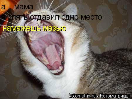 а... мама я опять отдавил одно место намажешь мазью... Котоматрица: а... мама я опять отдавил одно место намажешь мазью